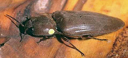 File:Cucujo-beetle.jpg